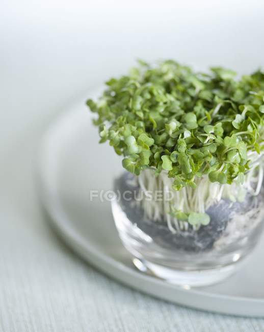 Daikon cress in glass of water — Stock Photo