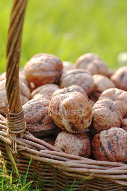 Basket of walnuts in grass — Stock Photo