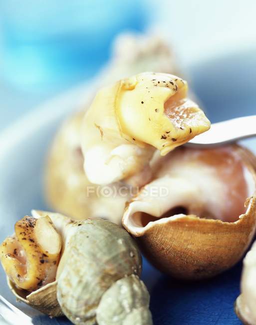 Whelks in shells in plate — Stock Photo