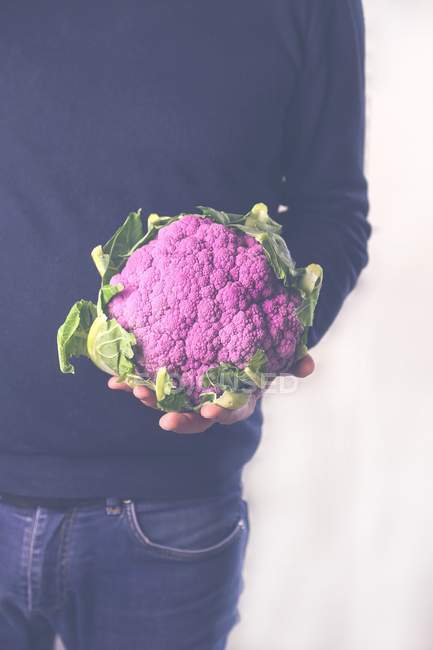 Человек держит фиолетовую цветную капусту — стоковое фото