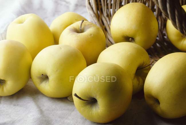 Manzanas doradas crudas - foto de stock