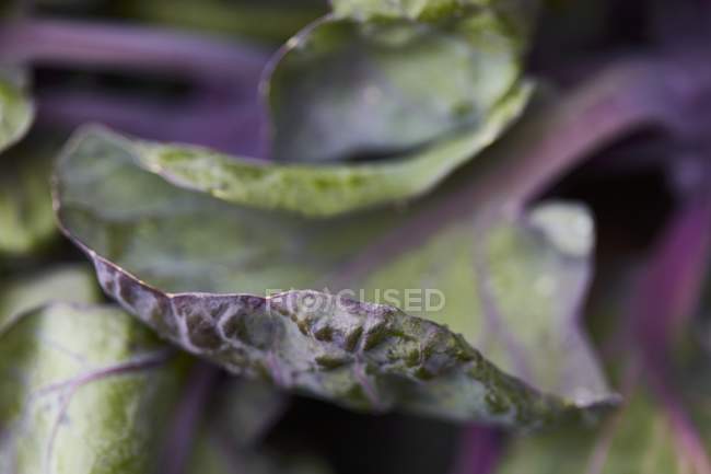 Raw Brussel germoglio foglie su sfondo sfocato — Foto stock