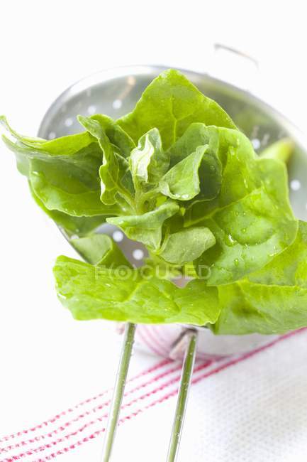 Espinacas verdes frescas en colador - foto de stock