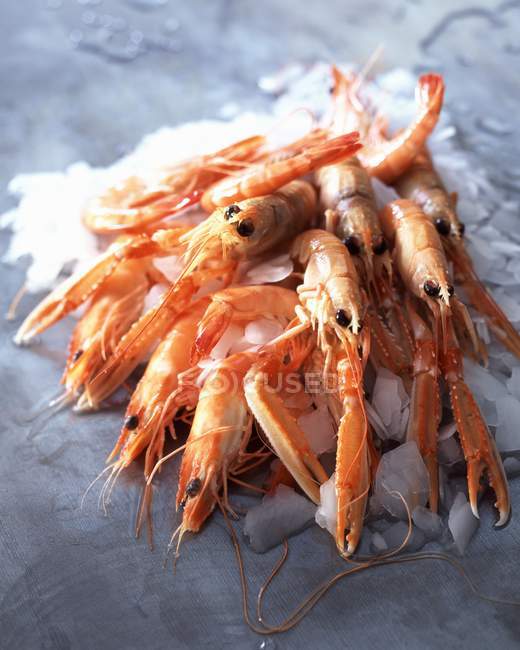 Shrimps,gambas and langoustines — Stock Photo
