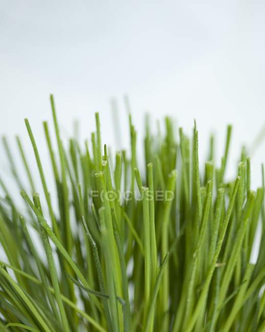 Ciboulette fraîche — Photo de stock