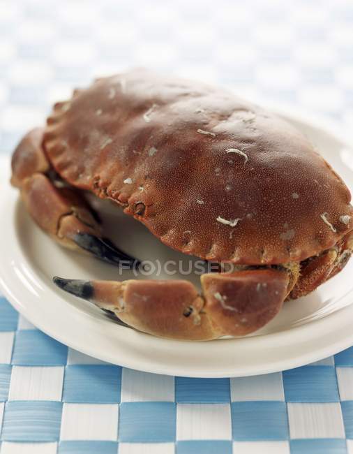 Closeup view of cooked crab on saucer — Stock Photo