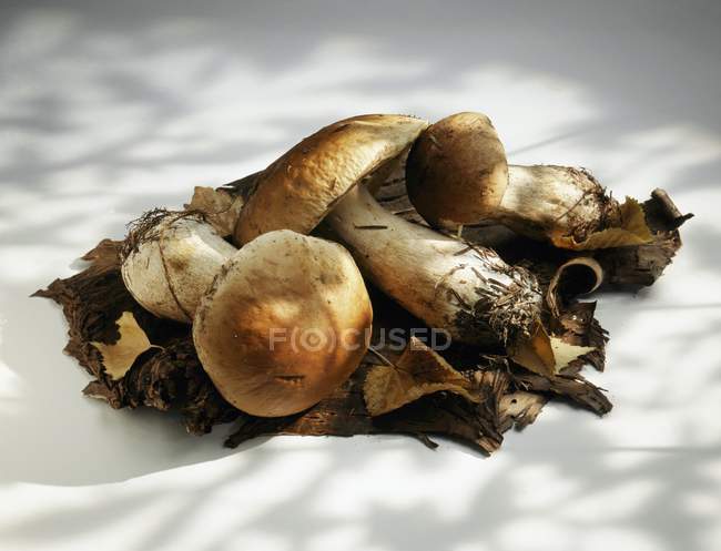 Raw Ceps laying on white textile surface — Stock Photo