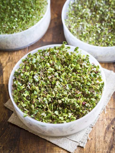 Radish sprouts in tray — Stock Photo