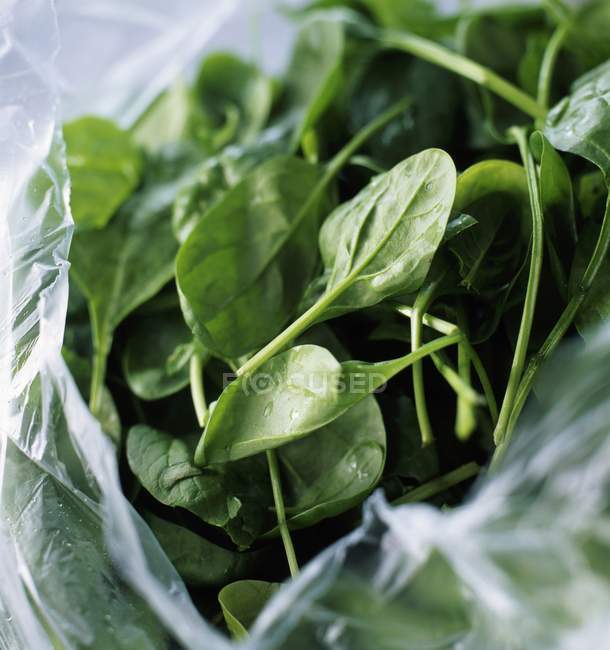 Fresh Tetragone spinach leaves — Stock Photo