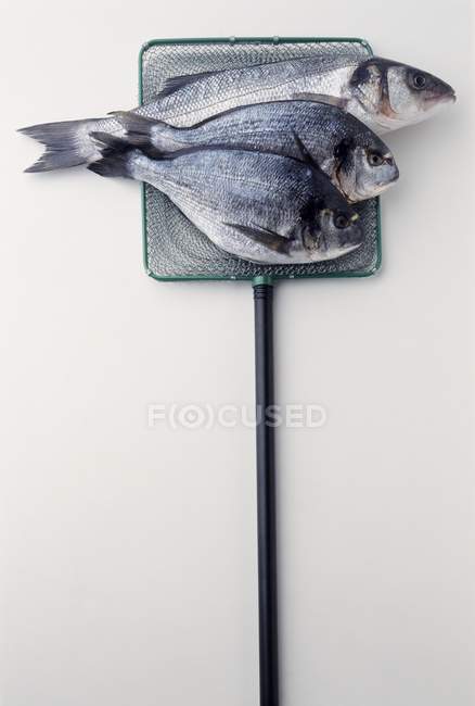Sea bream and Bass fishes — Stock Photo