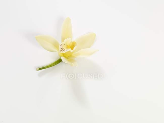 Vue rapprochée de la fleur de vanille sur une surface blanche — Photo de stock