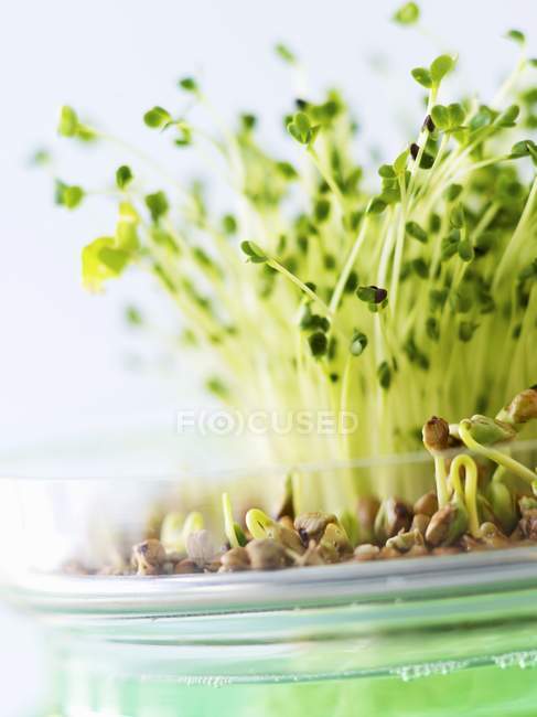 Germogli di broccoli in ciotola — Foto stock