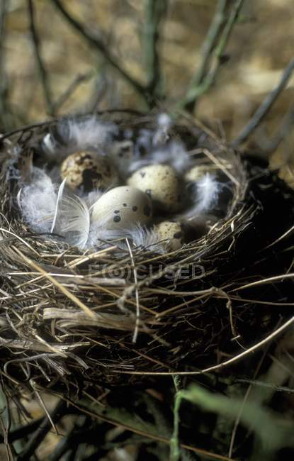 Крупный план перепелиных яиц с перьями в гнезде — стоковое фото
