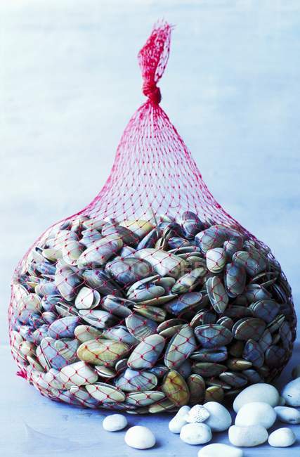 Вид крупным планом мешок моллюсков теллина с белыми камнями — стоковое фото