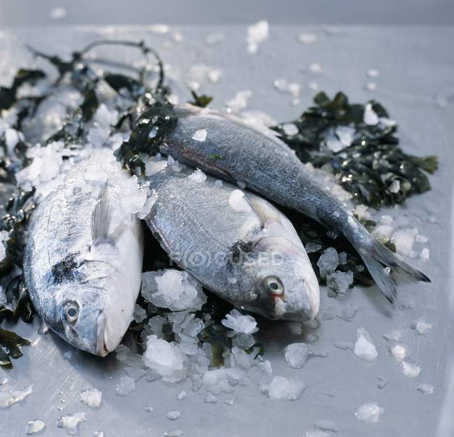 Peixe fresco capturado — Fotografia de Stock