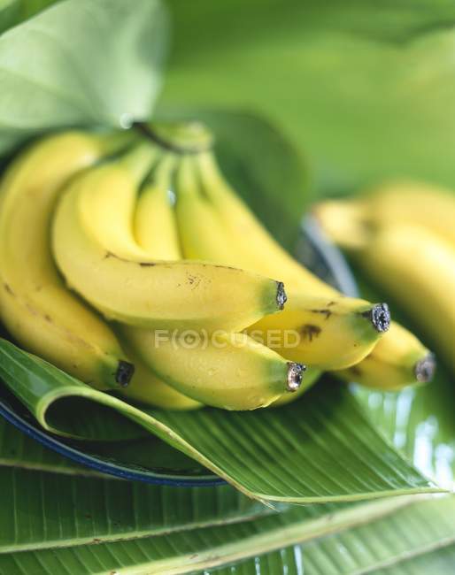 Mazzo di banane con foglie — Foto stock