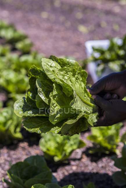 Man holding fresh picked Lettuce — Stock Photo