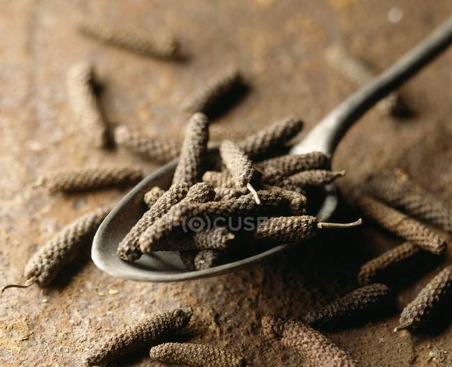 Dried Long pepper in spoon — Stock Photo