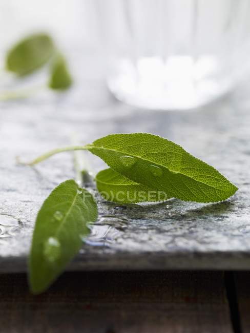 Folhas de sálvia frescas — Fotografia de Stock