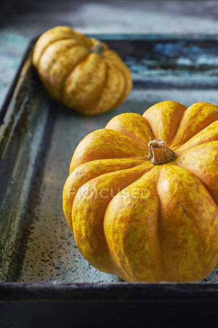 Pumpkins on a blue background — Stock Photo