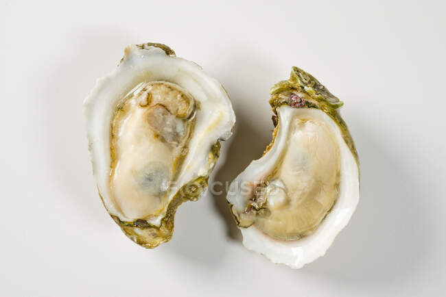 Fresh oysters, closeup shot — Stock Photo