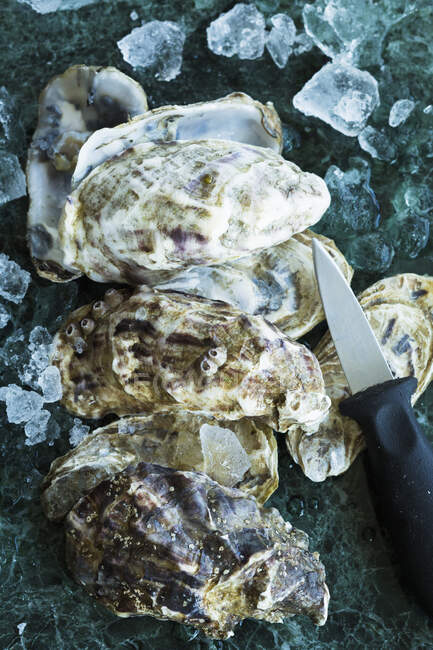 Ostriche fresche con cubetti di ghiaccio e un coltello per ostriche — Foto stock