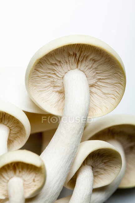 Close up of fresh oyster mushrooms — Stock Photo