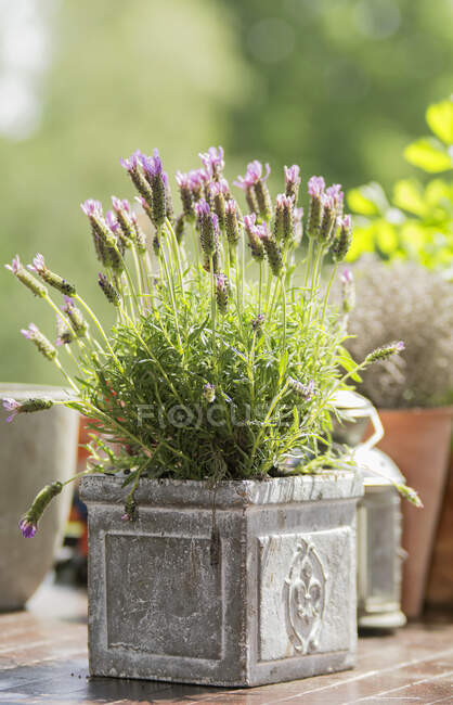 Lavande dans un pot de fleurs — Photo de stock