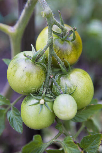 Green tomatoes on the plant — Stock Photo