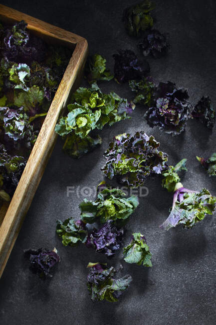 Flower sprouts on a dark surface — Stock Photo