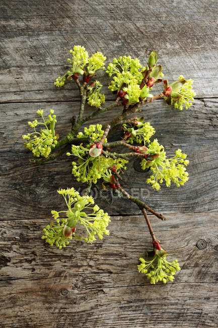 Maple flowers on a wooden surface — Stock Photo