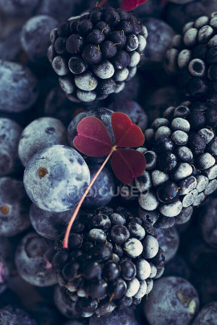 Frozen blackberries and blueberries with red plant stem — Stock Photo