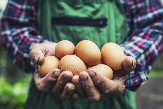 Руки держат свежие яйца — стоковое фото