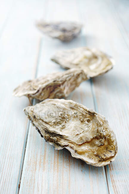 Fresh oysters, closeup shot — Stock Photo