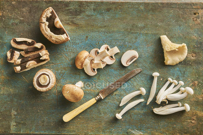Natureza morta de cogumelos, Cogumelo de Castanha, Cogumelo de ostra, Portobello e Siitake — Fotografia de Stock