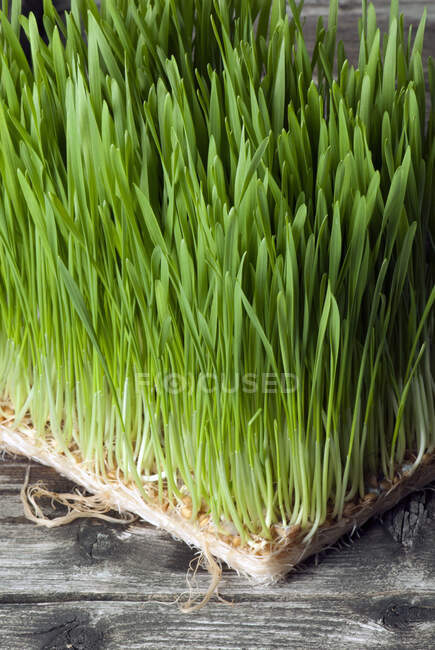 Зелена трава в саду — стокове фото