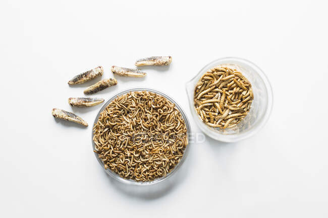 Edible, freeze-dried grasshoppers, mealworms and buffalo worms in glass jars (freeze-dried) — Stock Photo