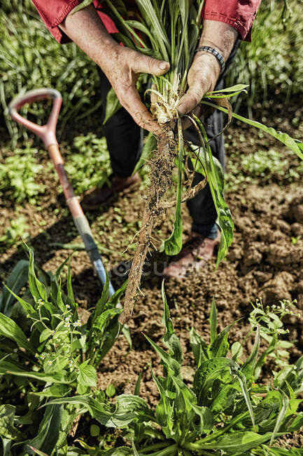 Обыкновенная селитра (Tragopogon porrifolius, он же фиолетовый, козлиная борода или устричное растение) выкапывается — стоковое фото