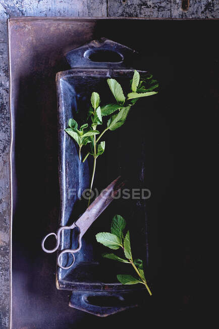 Still life of mint — Stock Photo