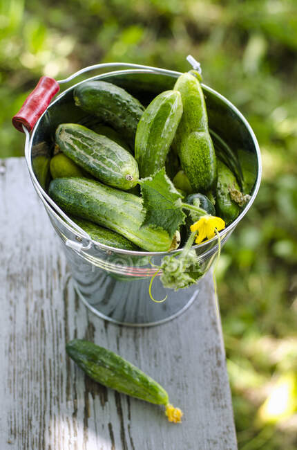 Bucket with cucumbers just collected from the garden — Stock Photo