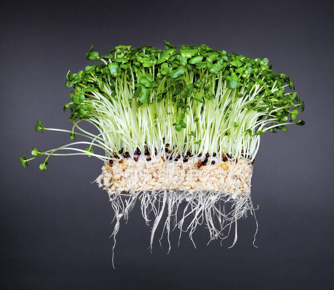 Crescione fresco con radici davanti a uno sfondo grigio — Foto stock