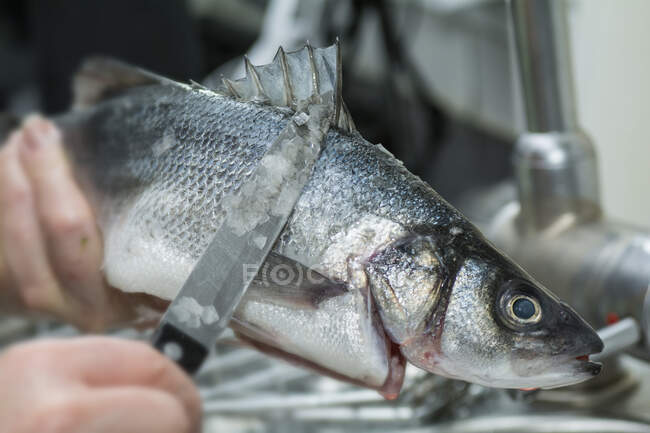 A sea bass being scaled — Stock Photo
