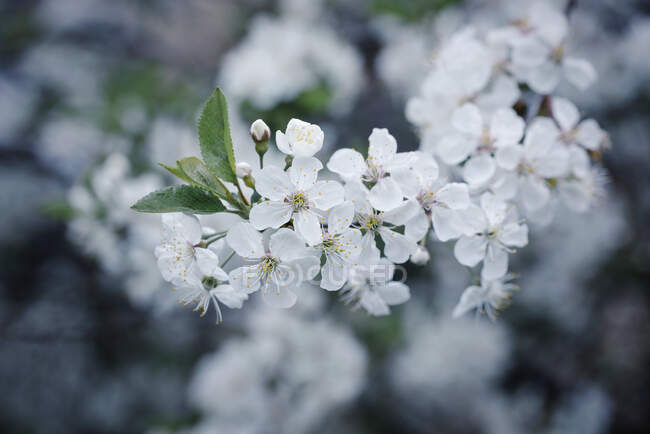 A sour cherry tree in bloom (prunus cerasus) — Stock Photo