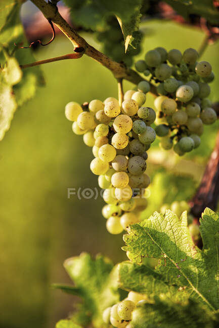 Raisins poussant sur les vignes à la brousse entourée de feuilles vertes — Photo de stock