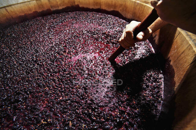 Natural wine (orange wine) being made: punching down the mash in a large wooden barrel — Stock Photo