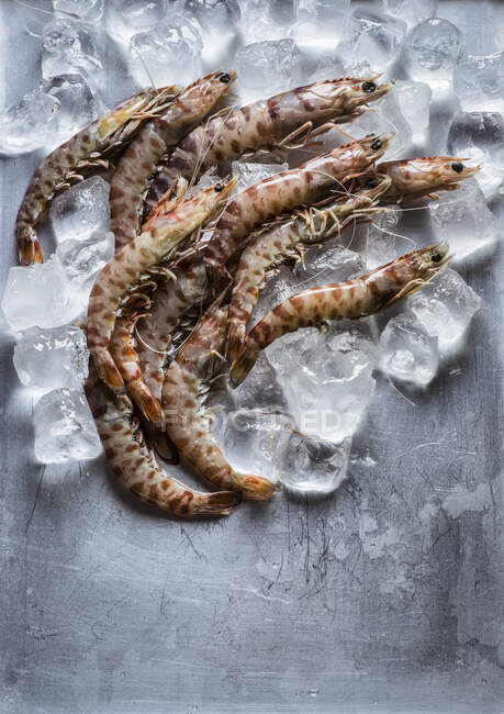 Prawns on ice cubes and metal grey background — Stock Photo