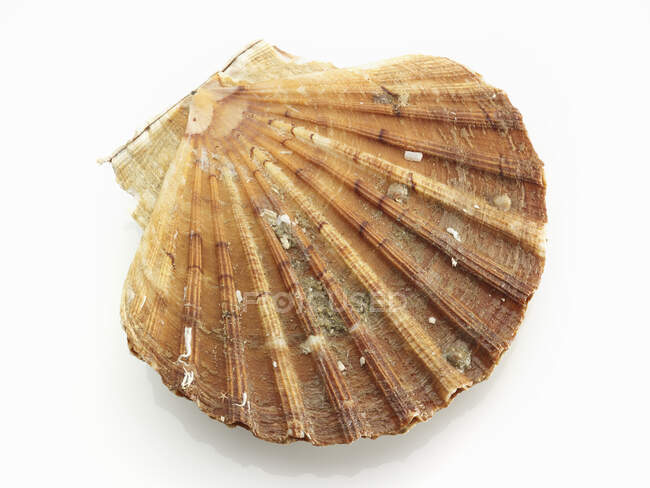 Whole scallop shell, top view — Stock Photo