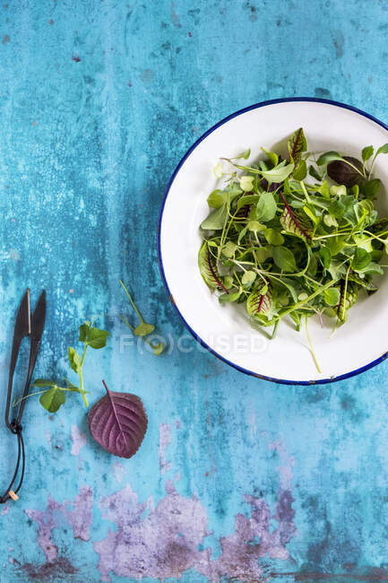 Salad with arugula, green leaves and a sprig of fresh parsley on a blue background. top view. — Stock Photo
