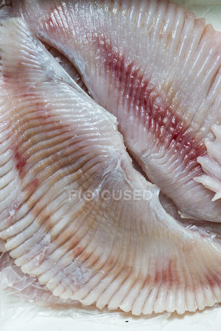 Raw skate wing (close-up) — Stock Photo
