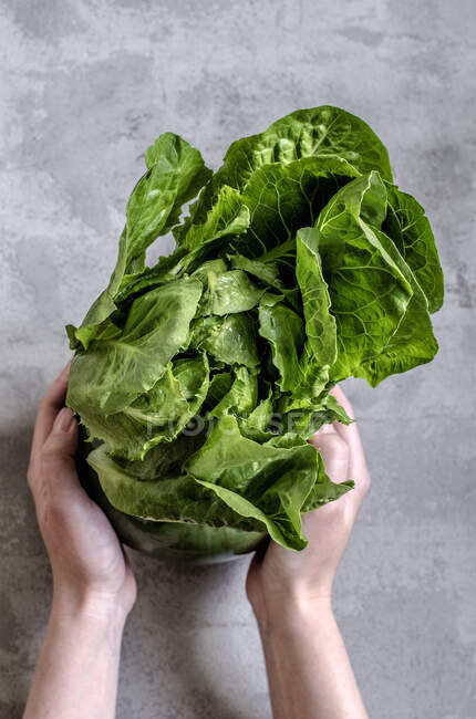 Hände halten großen Salatkopf — Stockfoto